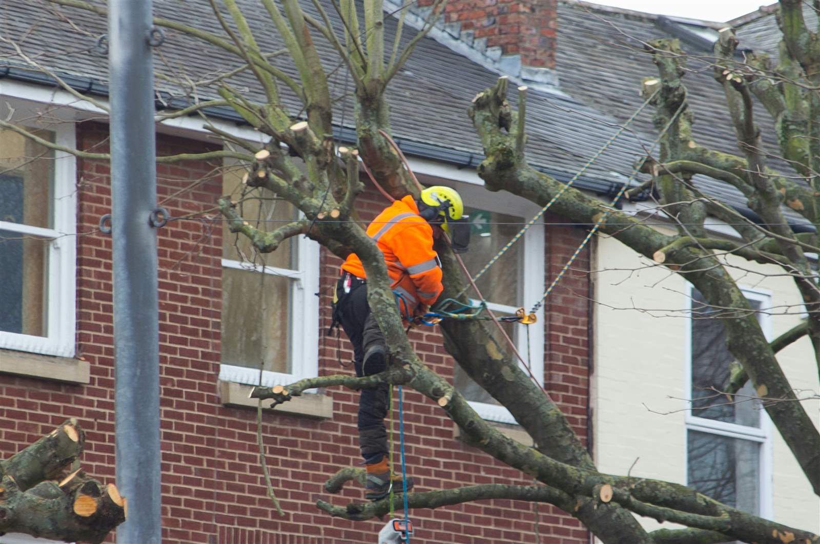 Tree surgery in Kilmarnock by JM All Trades Ayrshire