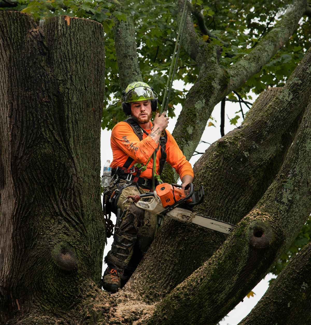 Tree surgery in Prestwick by JM All Trades Ayrshire