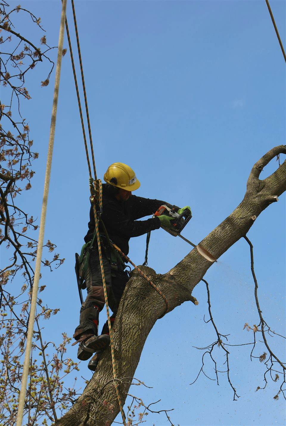 Tree removal in Prestwick