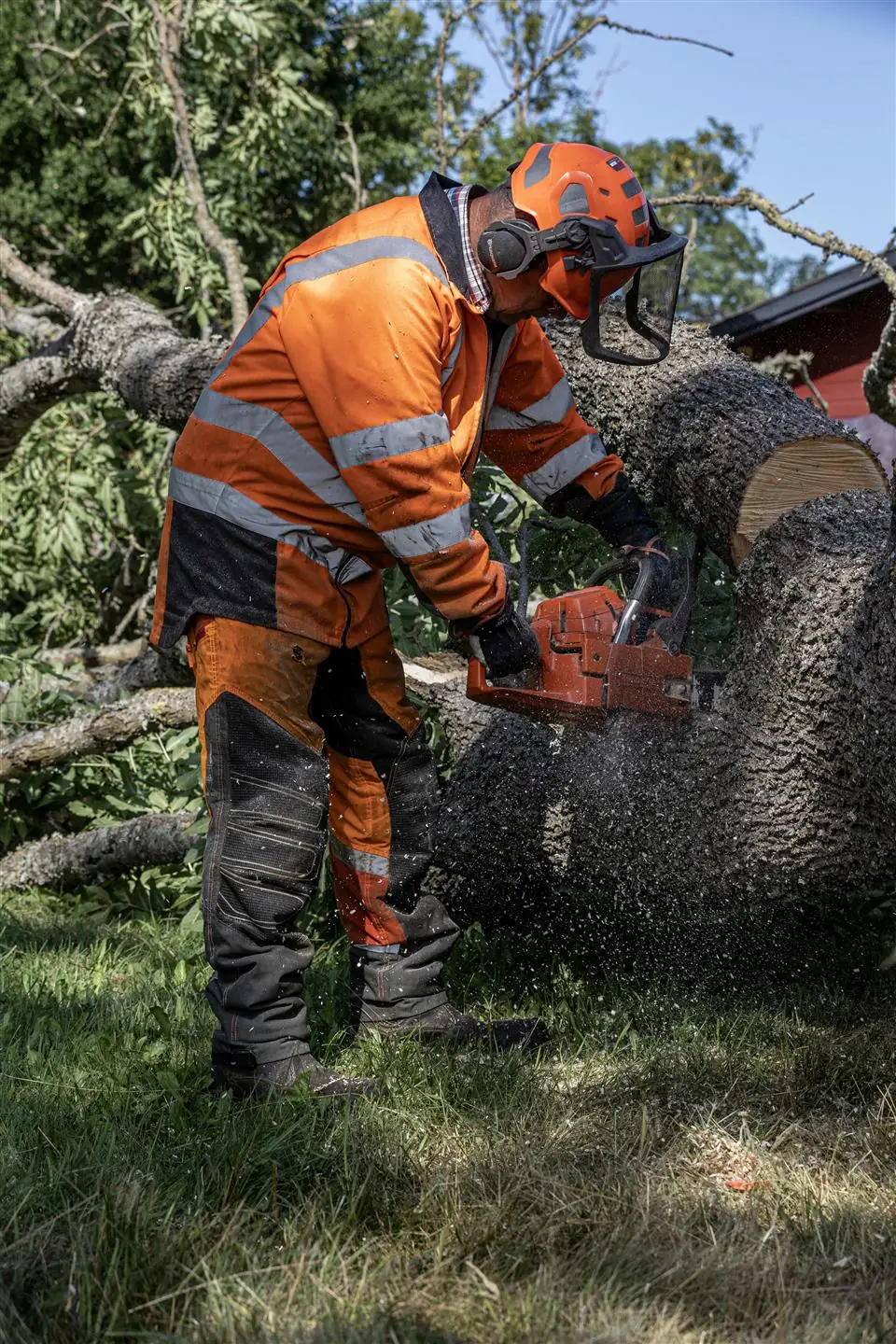 Tree surgery work in Ayrshire
